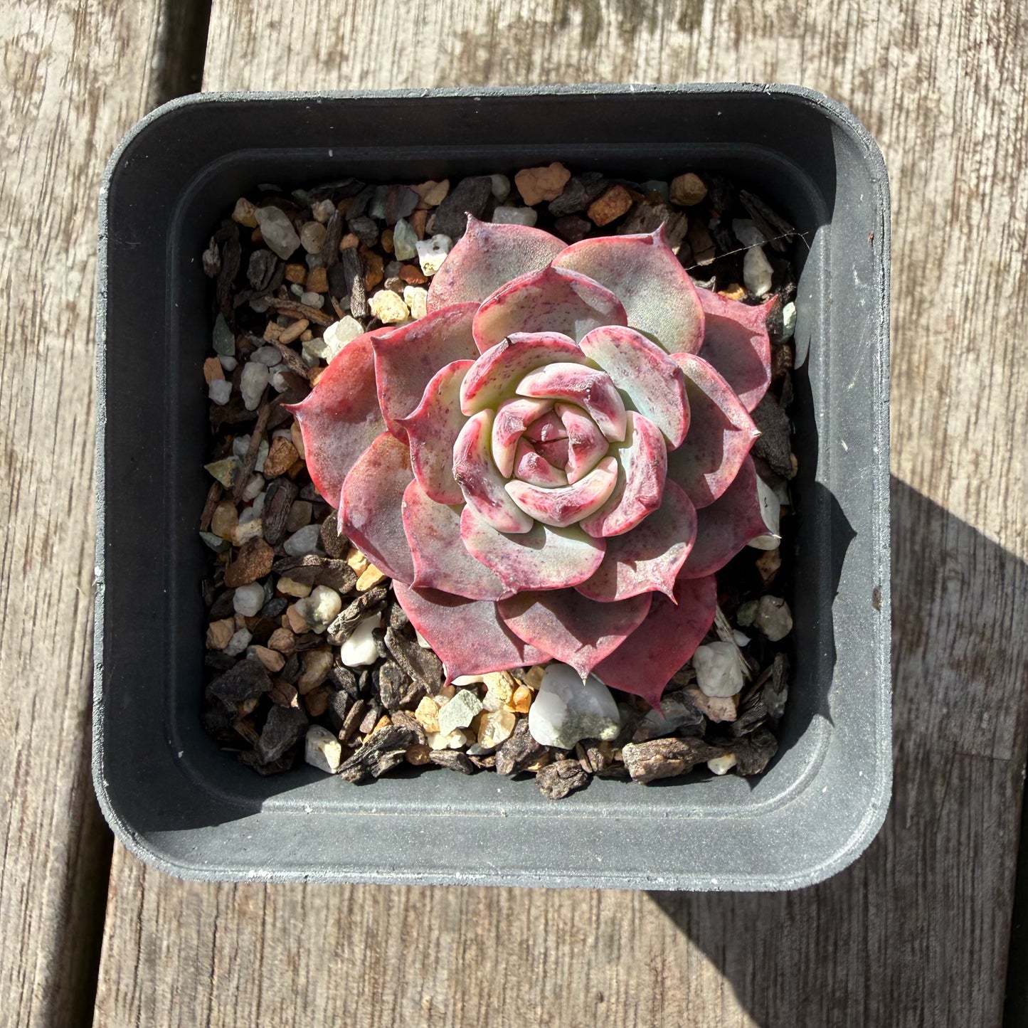 0505 Echeveria 'City of Angel'