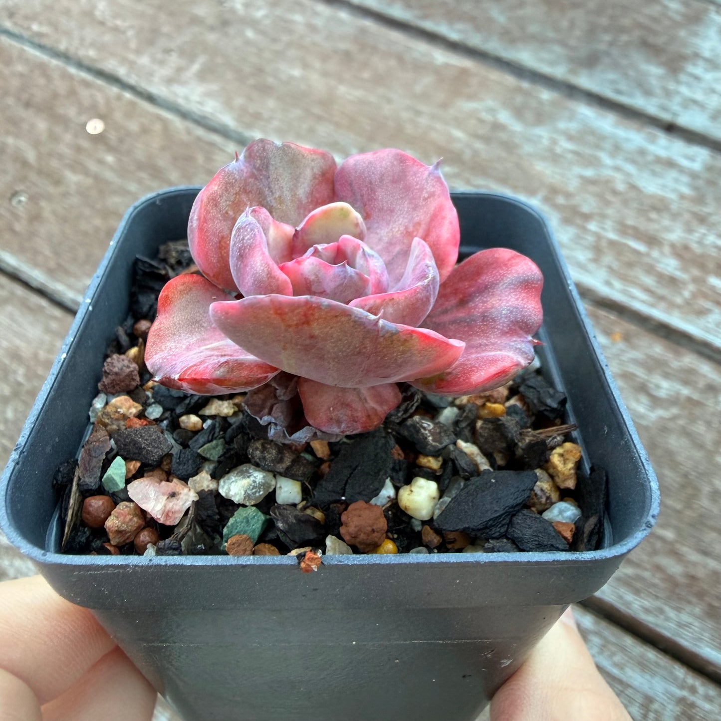 1205 Echeveria Beyonce Variegated 'West Rainbow'