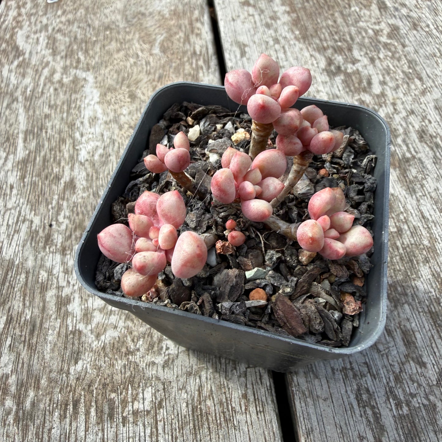 0505 圆叶先锋派
