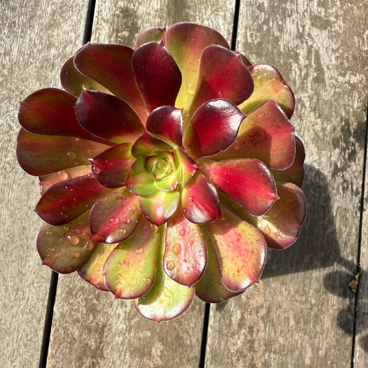 0508 Aeonium Middle Variegation 红中斑锦
