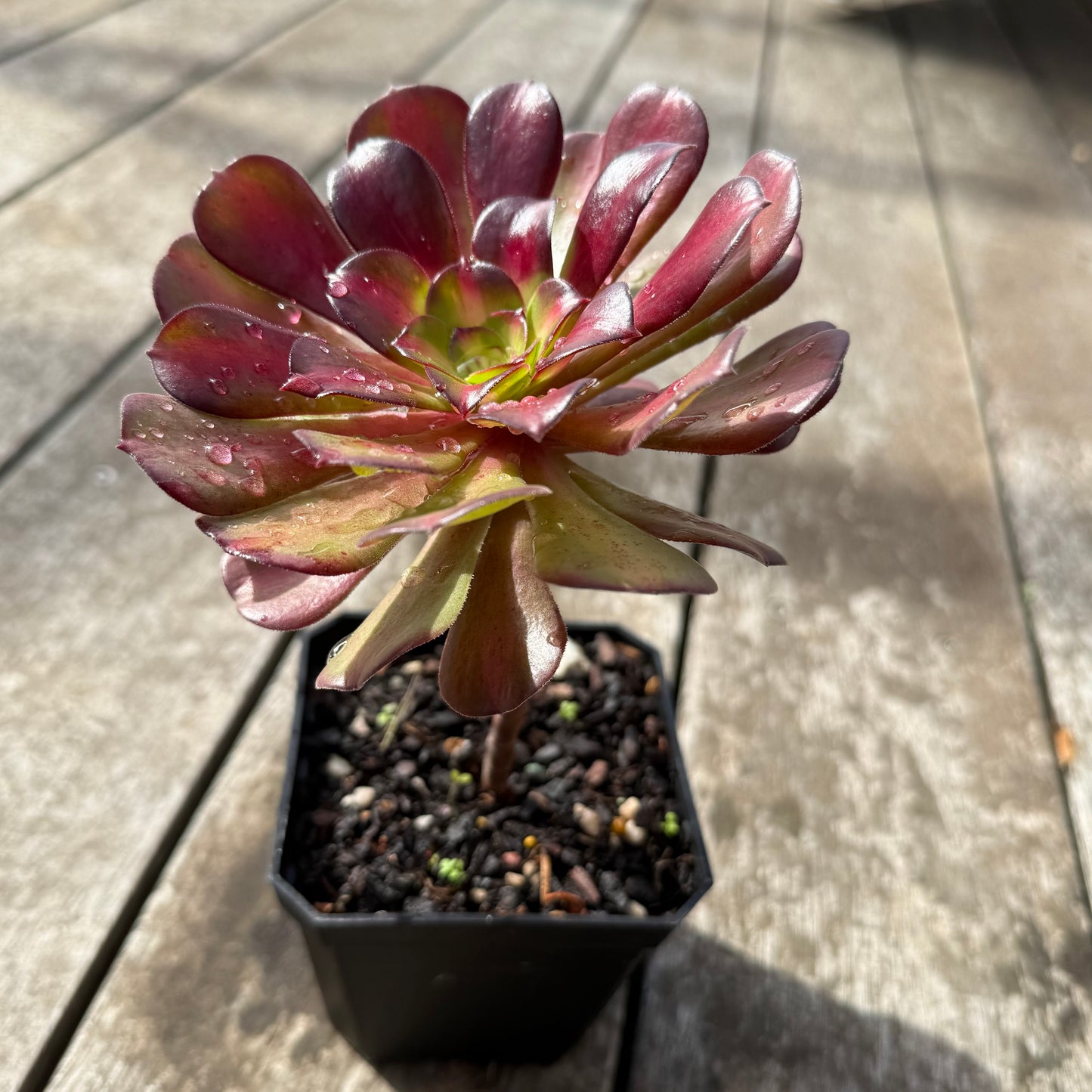 0508 Aeonium Middle Variegation 红中斑锦