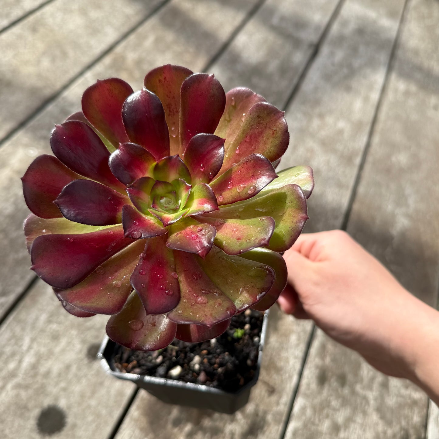 0508 Aeonium Middle Variegation 红中斑锦