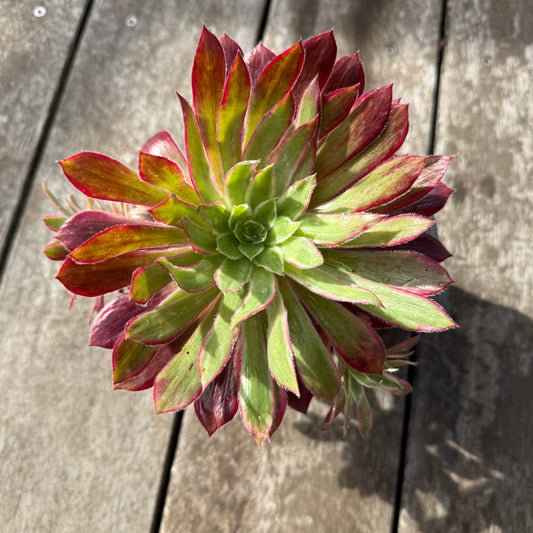0508 Aeonium Peacock Variegated (Large)