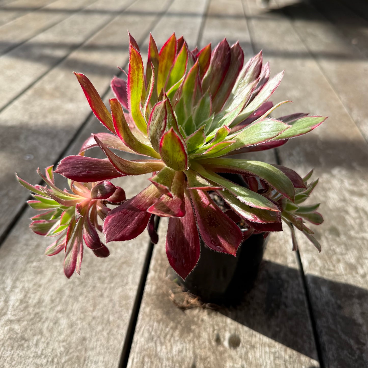 0508 Aeonium Peacock Variegated (Large)