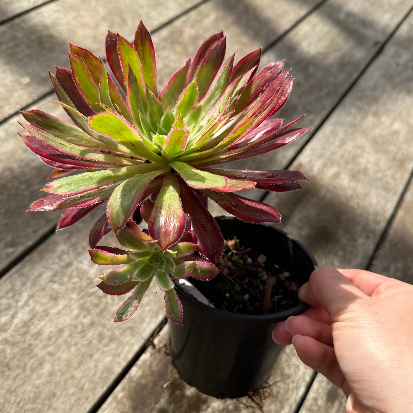 0508 Aeonium Peacock Variegated (Large)