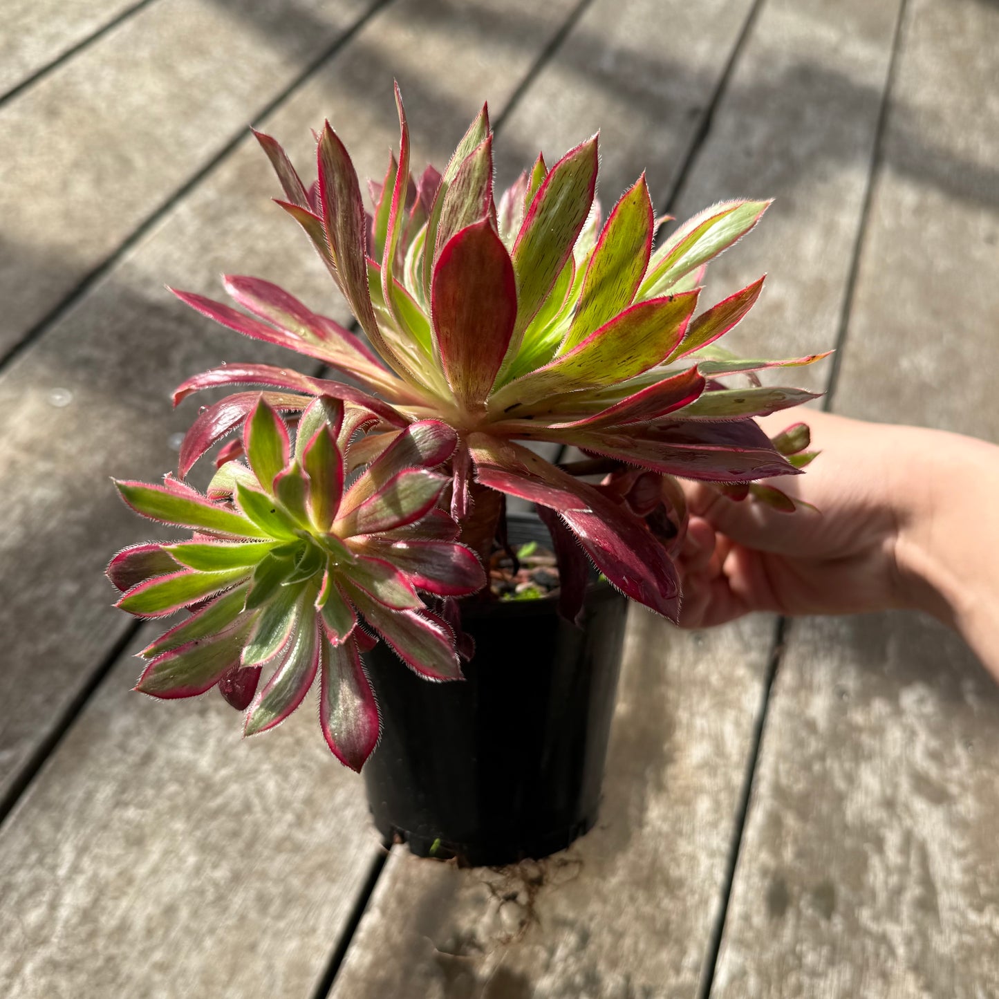 0508 Aeonium Peacock Variegated (Large)
