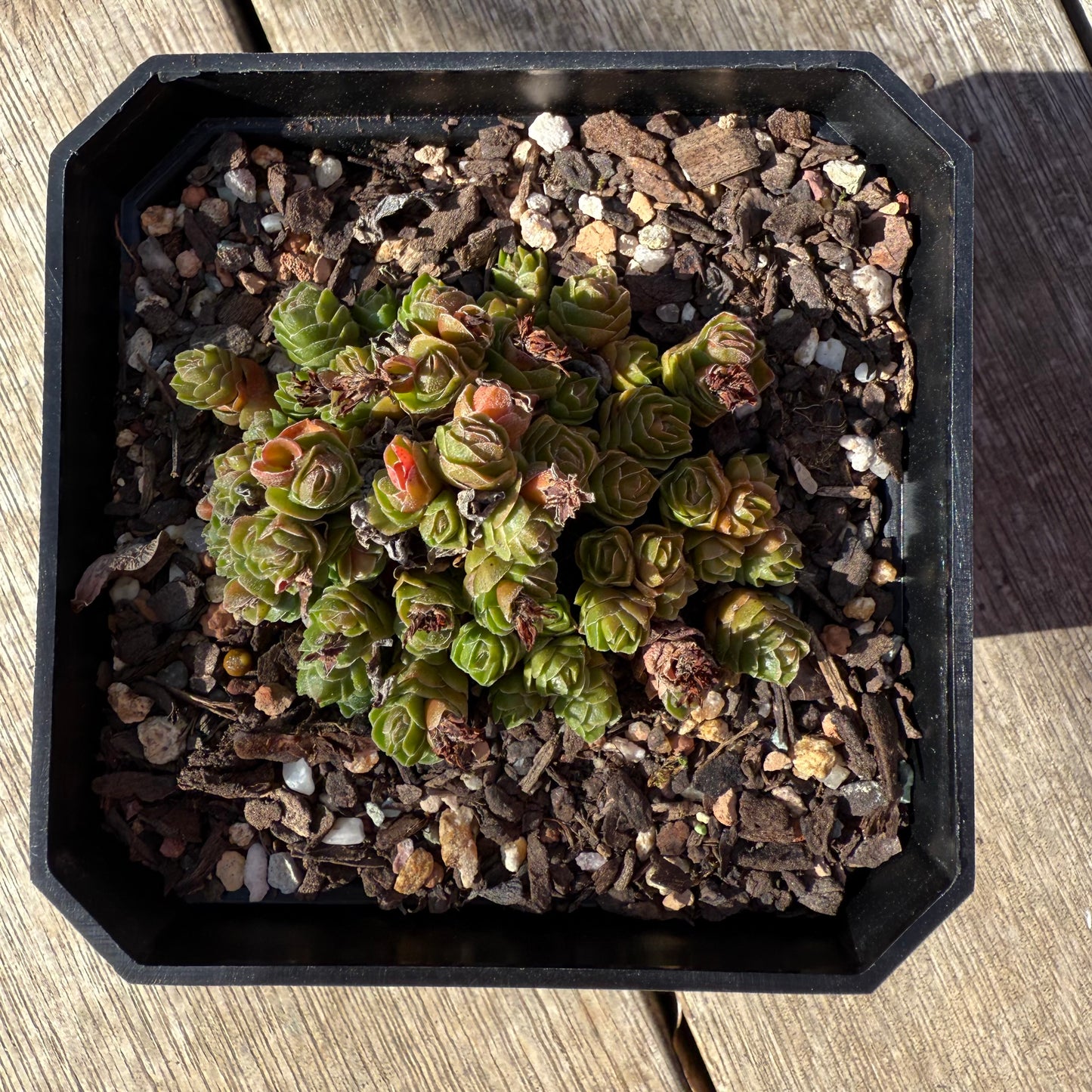 0508 Crassula Emerald
