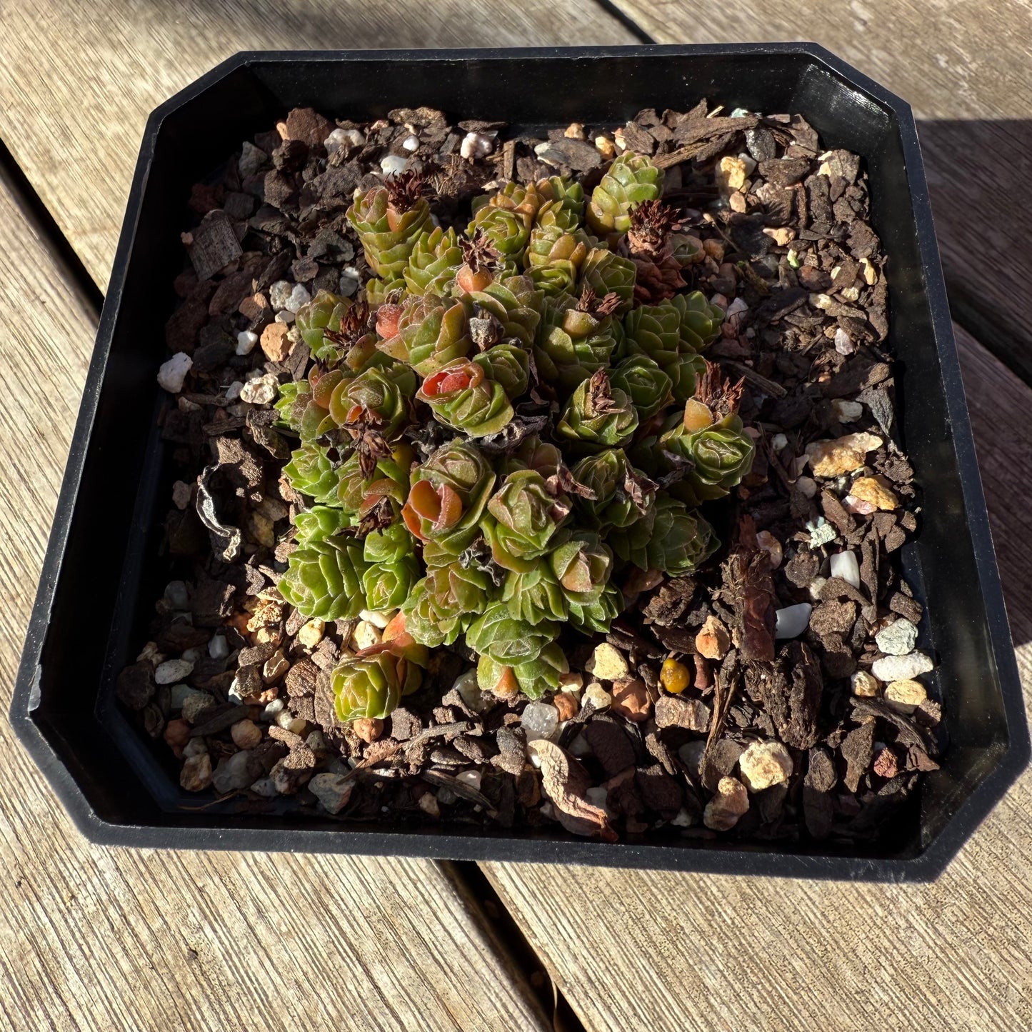 0508 Crassula Emerald