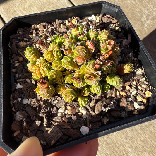 0508 Crassula Emerald