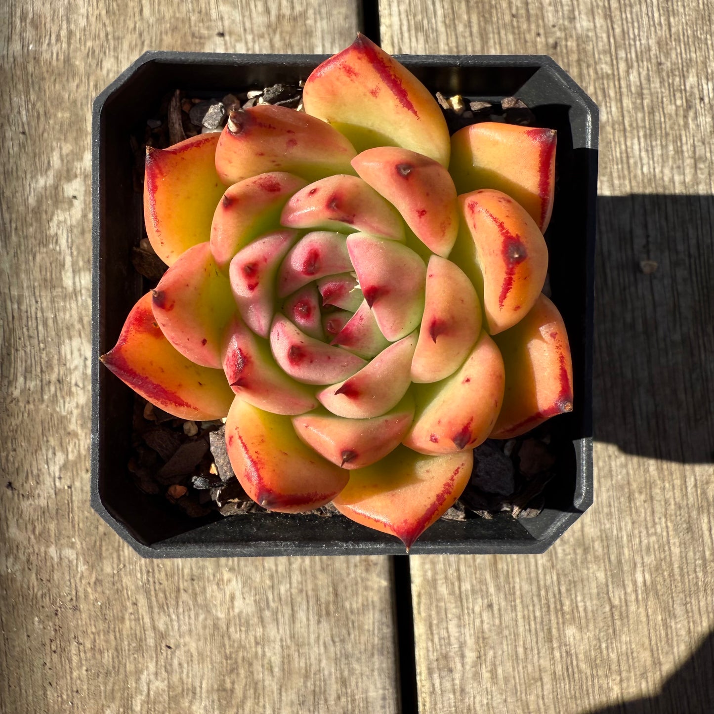 0508 Echeveria Agavoides 'Honey Pink'