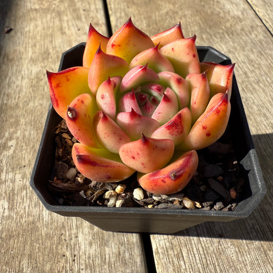 0508 Echeveria Agavoides 'Honey Pink'