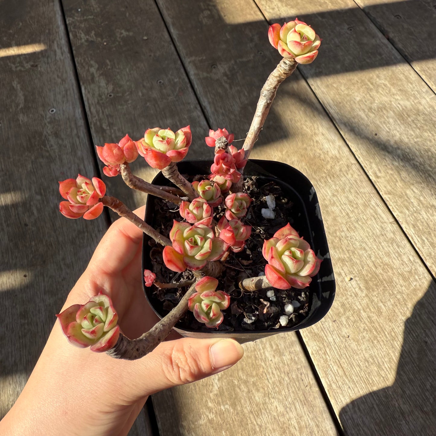 0508 艾格尼丝玫瑰