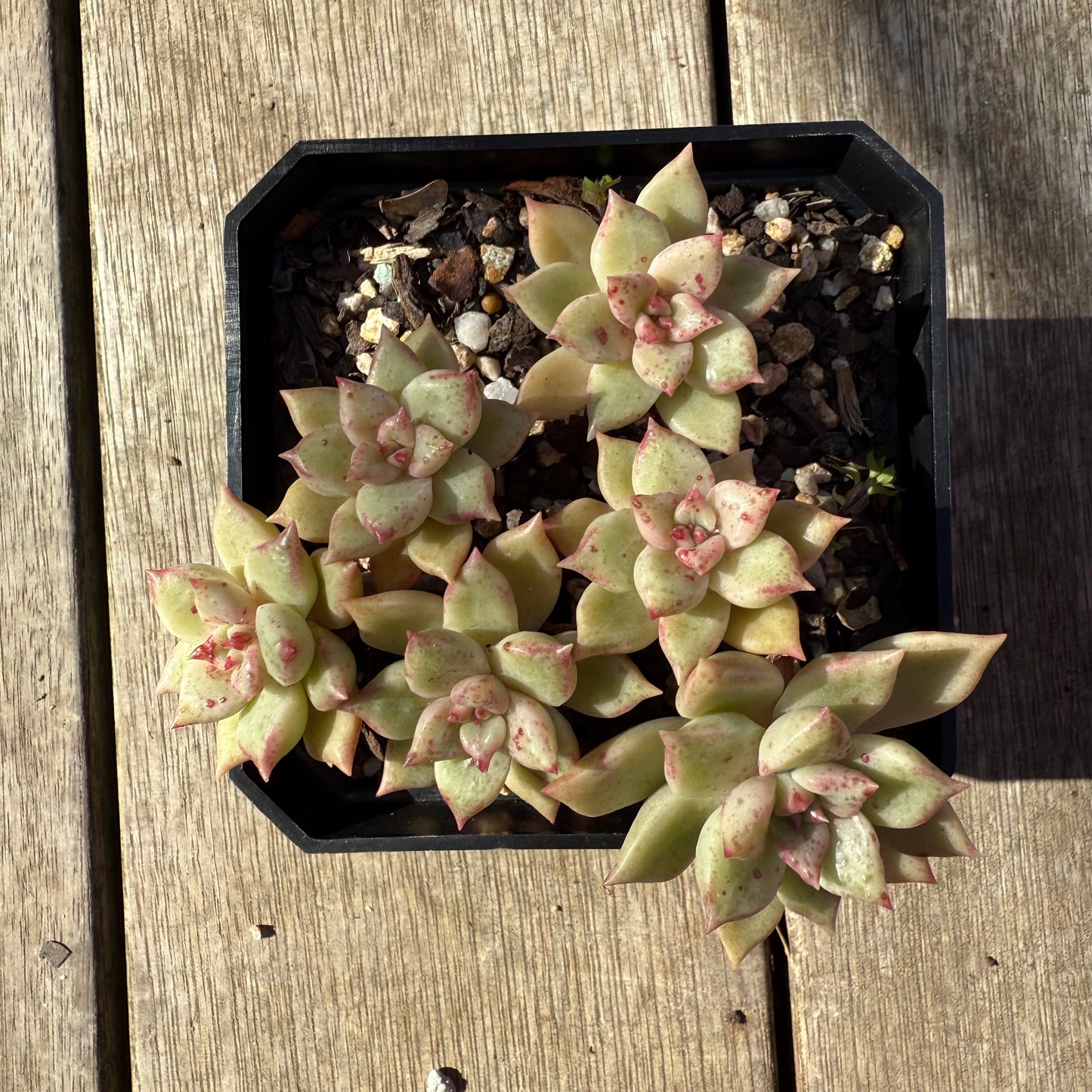 0508 Echeveria Arzee