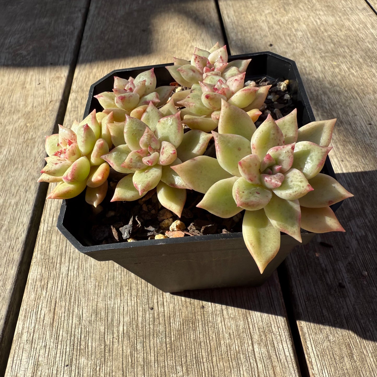 0508 Echeveria Arzee