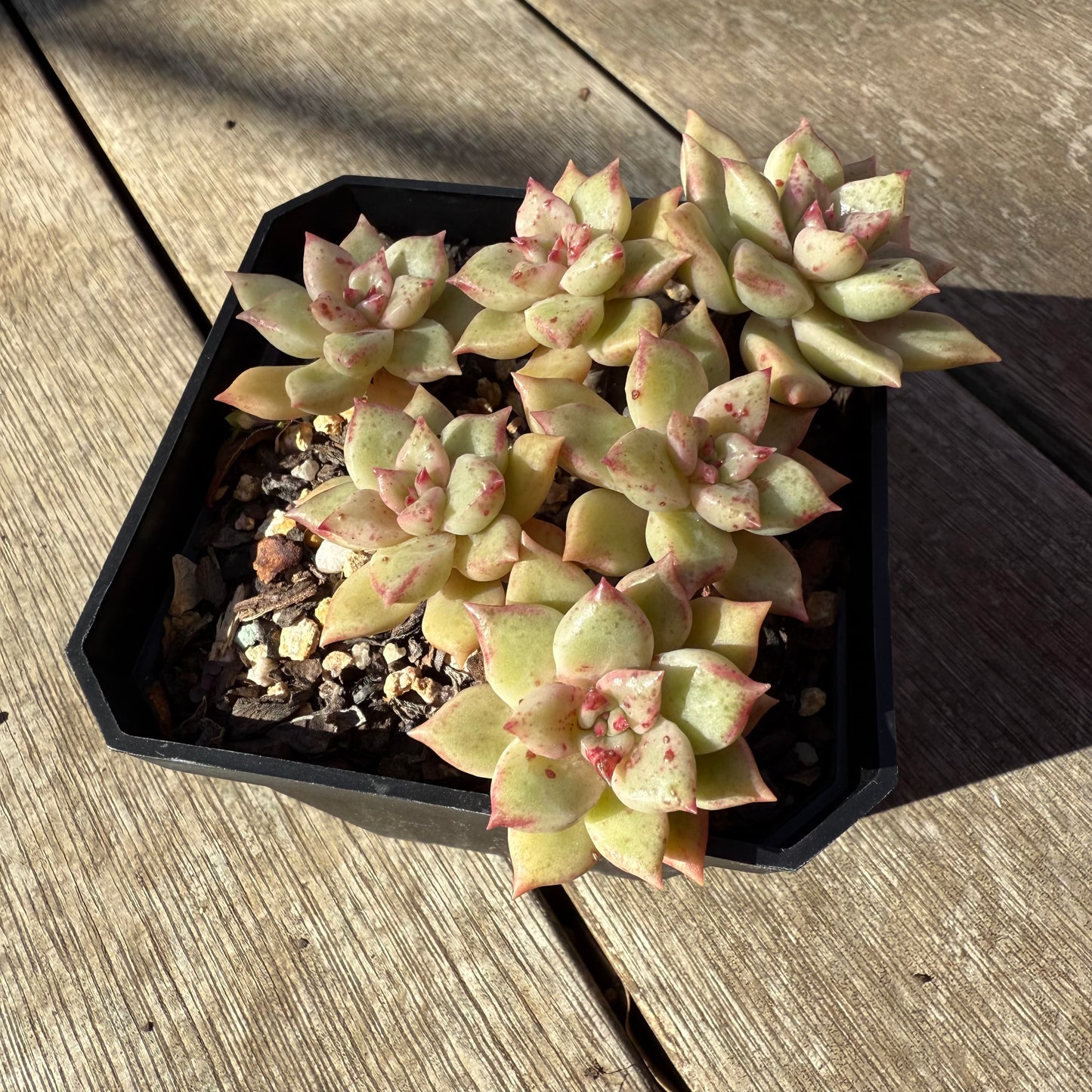 0508 Echeveria Arzee