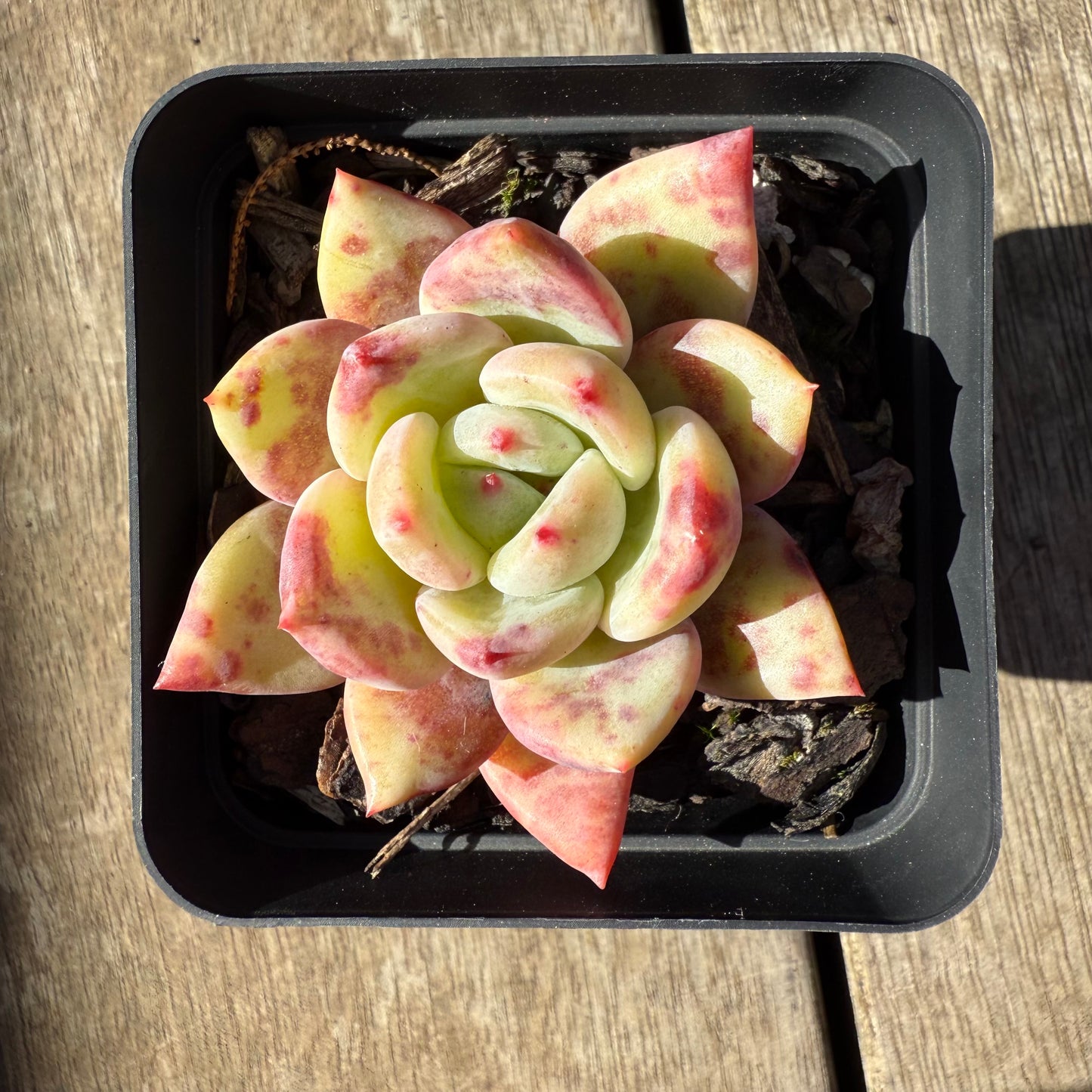 0508 Echeveria Bloody Champagne
