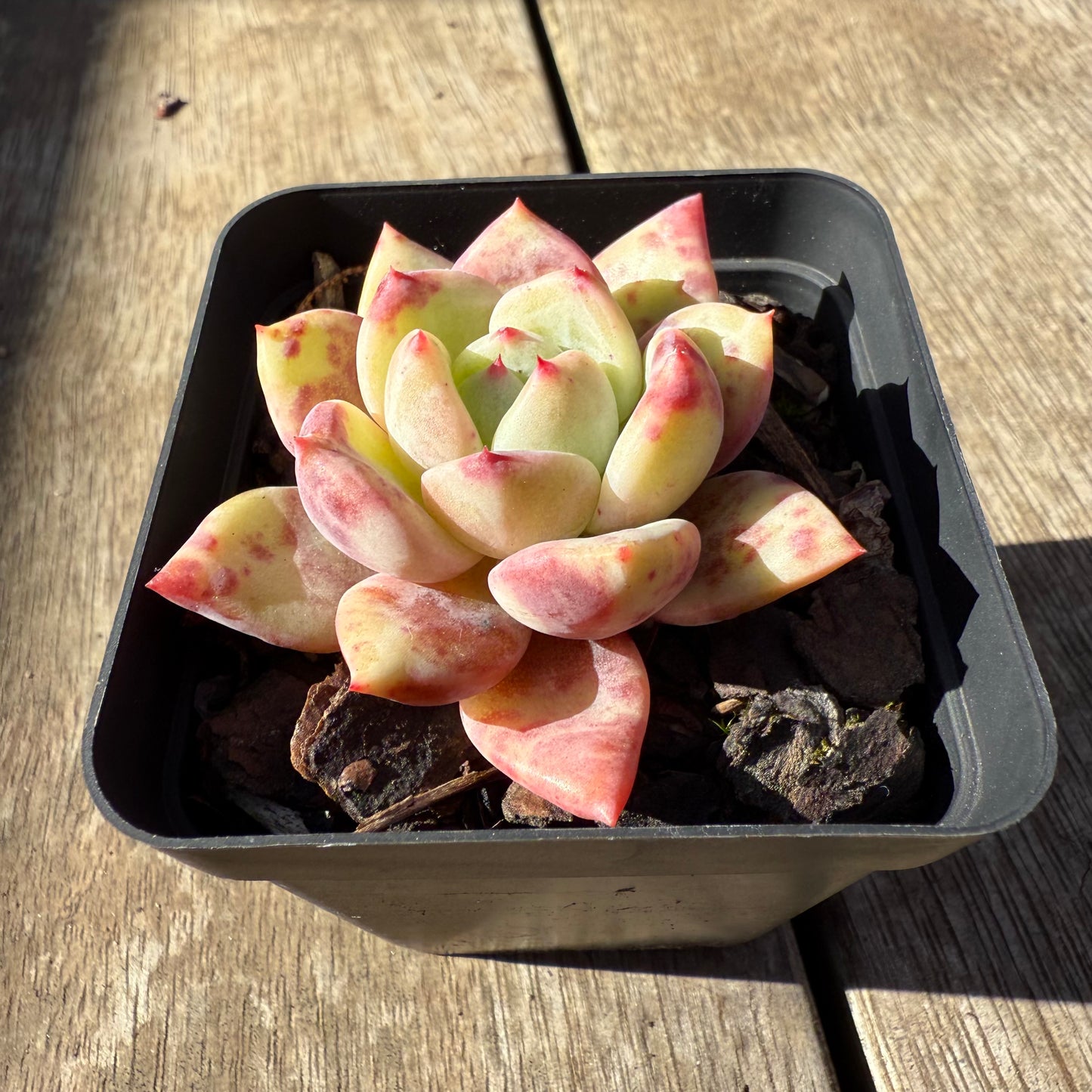 0508 Echeveria Bloody Champagne