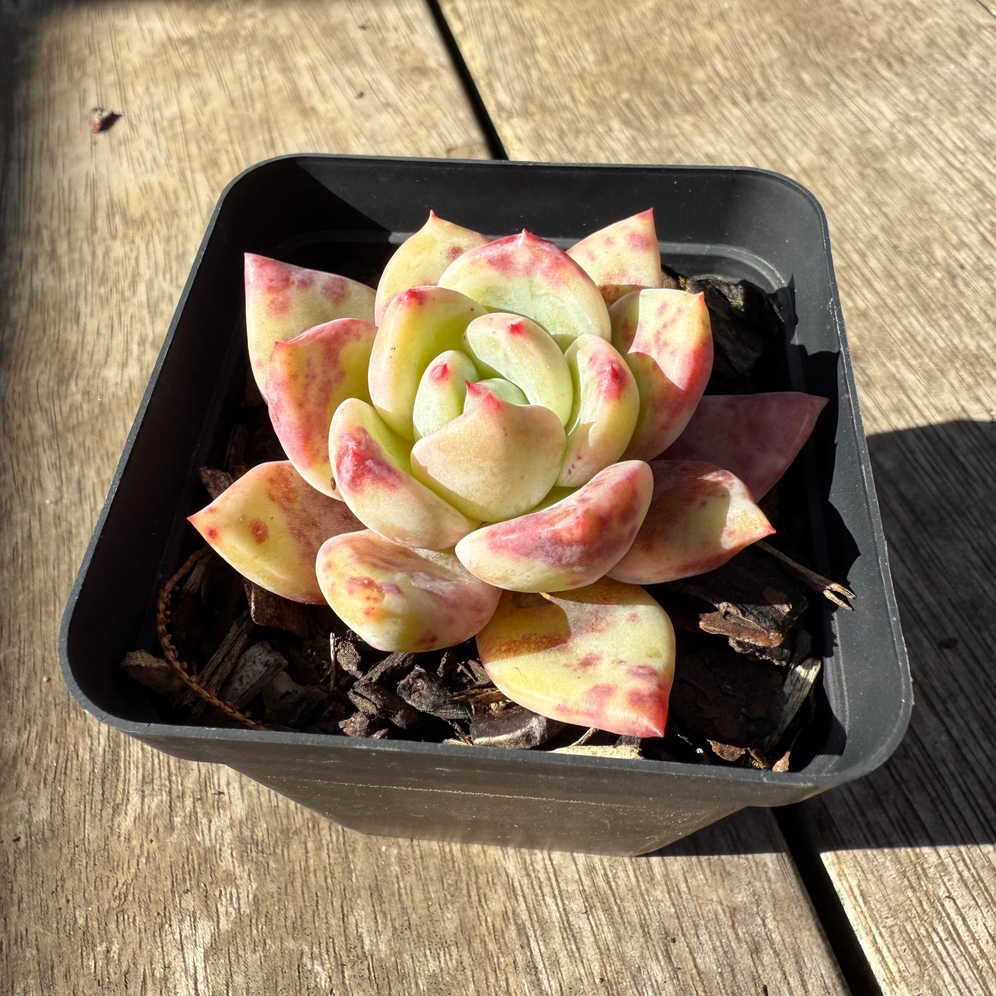 0508 Echeveria Bloody Champagne