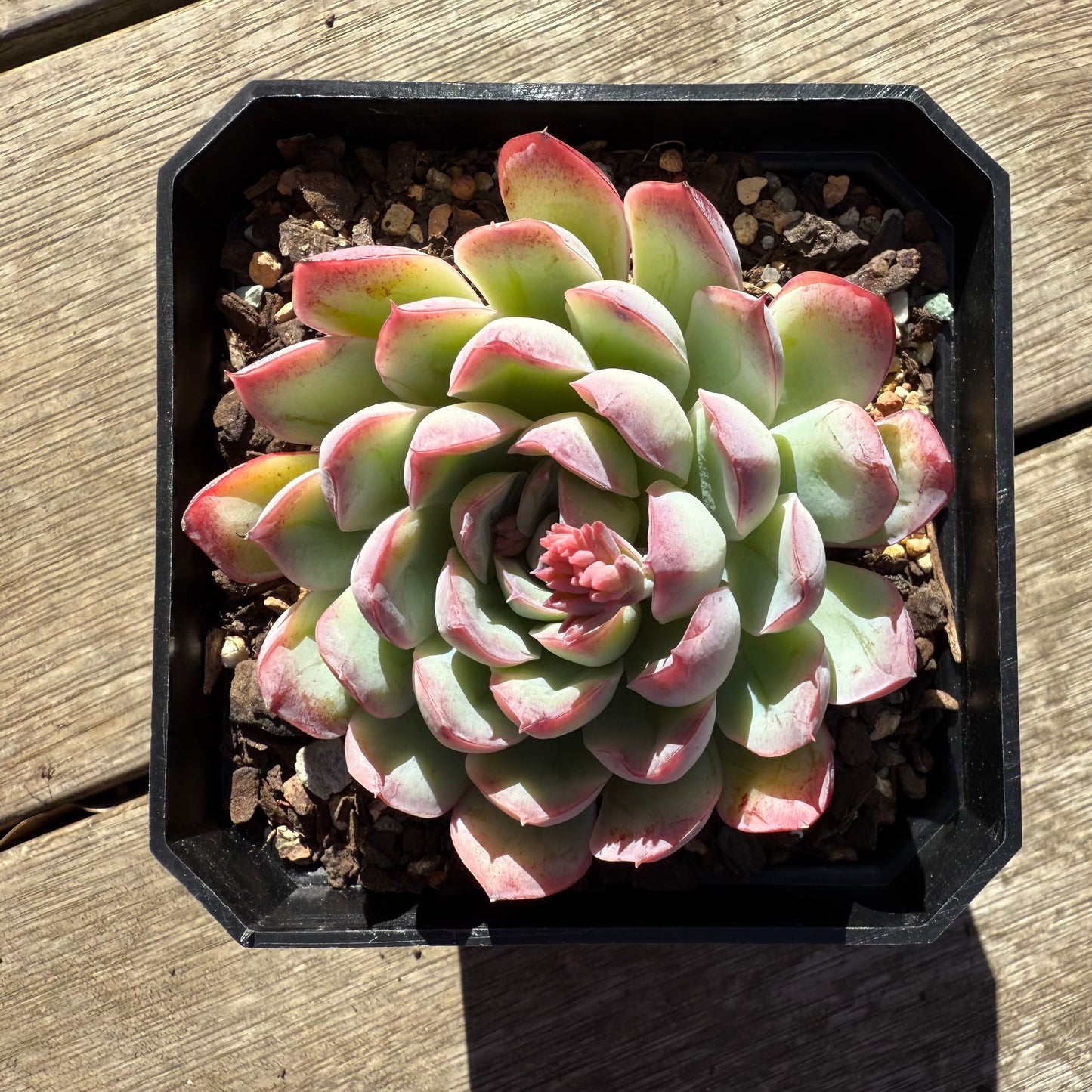 0508 Echeveria Cherry