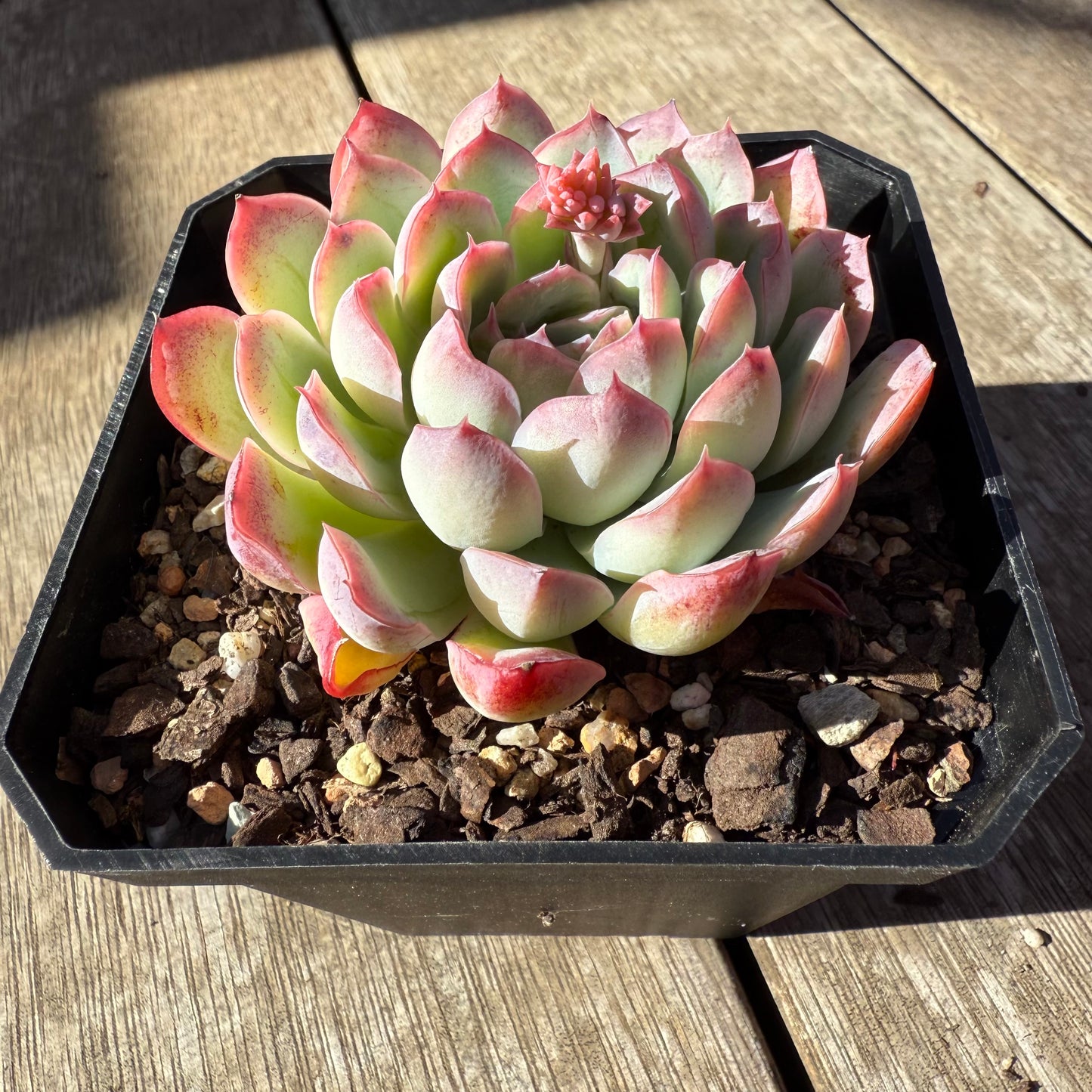 0508 Echeveria Cherry