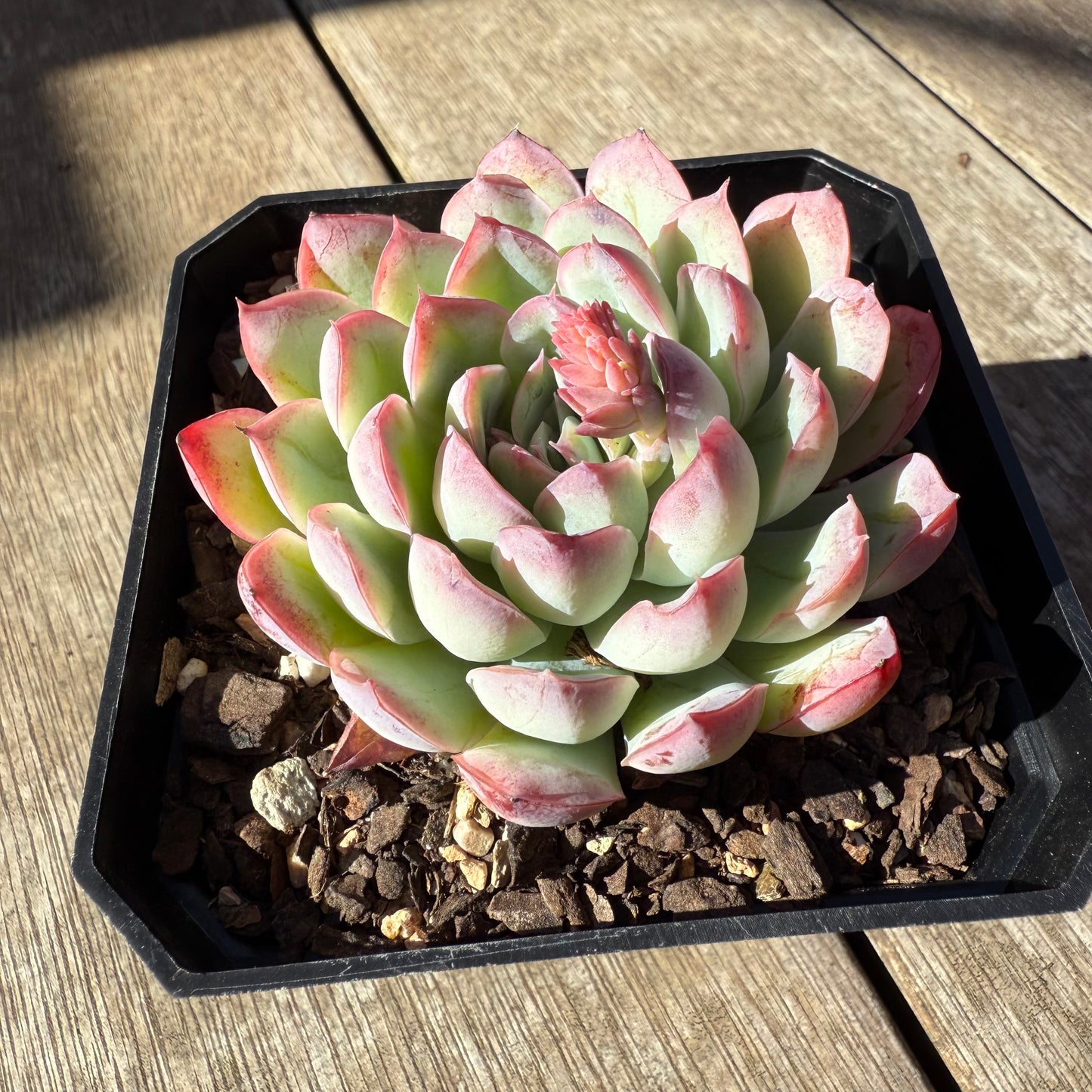 0508 Echeveria Cherry