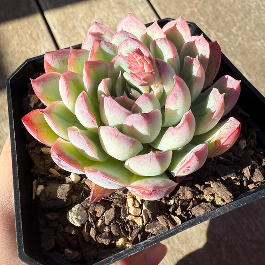 0508 Echeveria Cherry