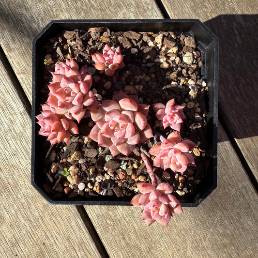0508 Echeveria Frosty Bloom (Large Clump)