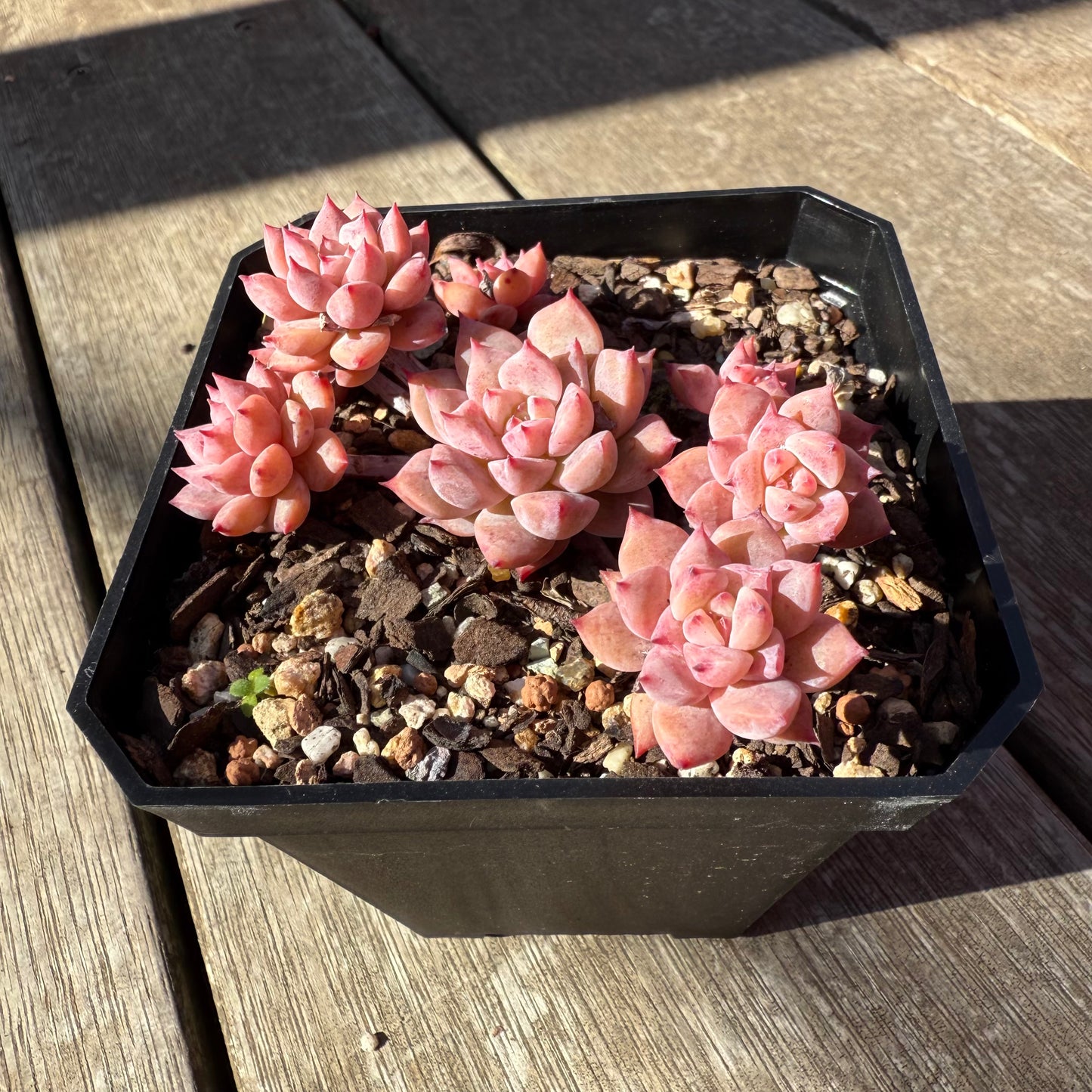 0508 Echeveria Frosty Bloom (Large Clump)
