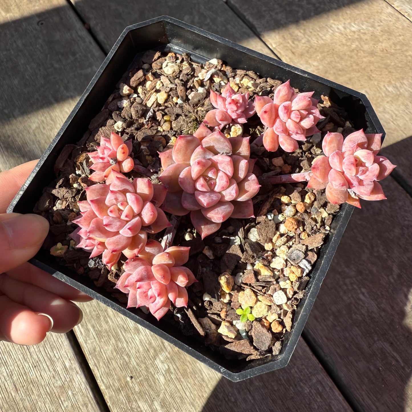 0508 Echeveria Frosty Bloom (Large Clump)