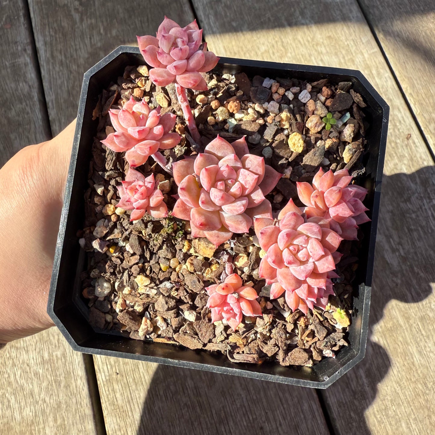 0508 Echeveria Frosty Bloom (Large Clump)