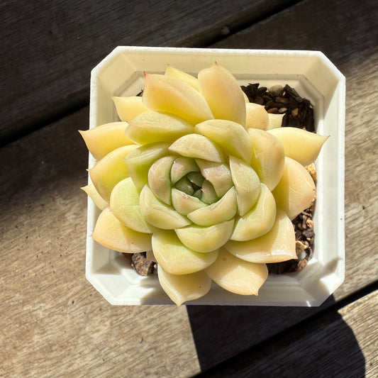 0508 Echeveria Malgan 'Jade' (with pups)