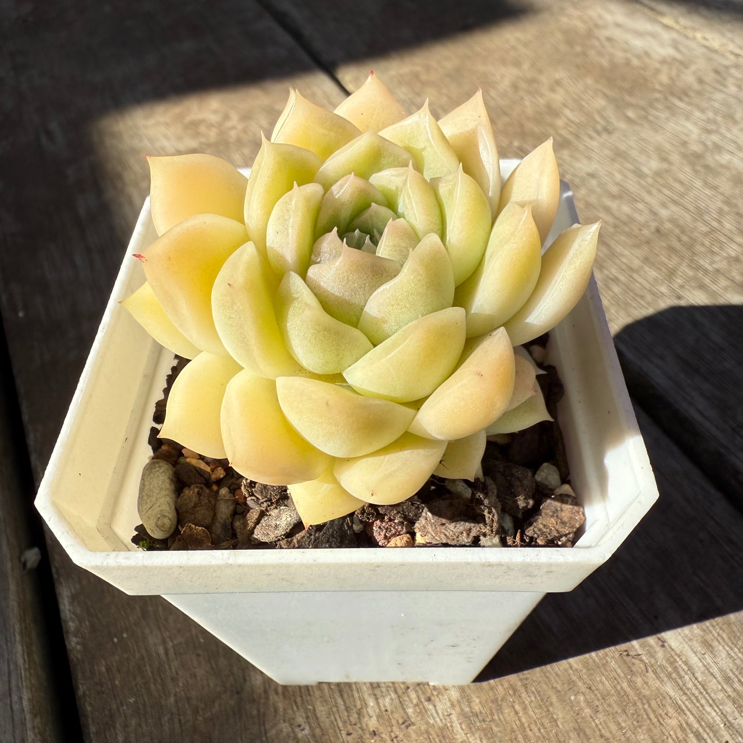 0508 Echeveria Malgan 'Jade' (with pups)