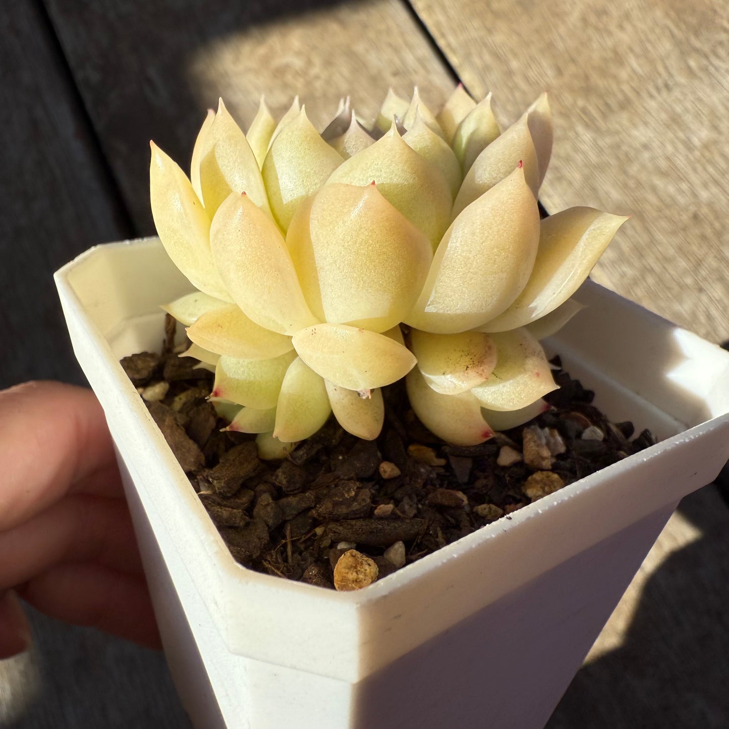 0508 Echeveria Malgan 'Jade' (with pups)