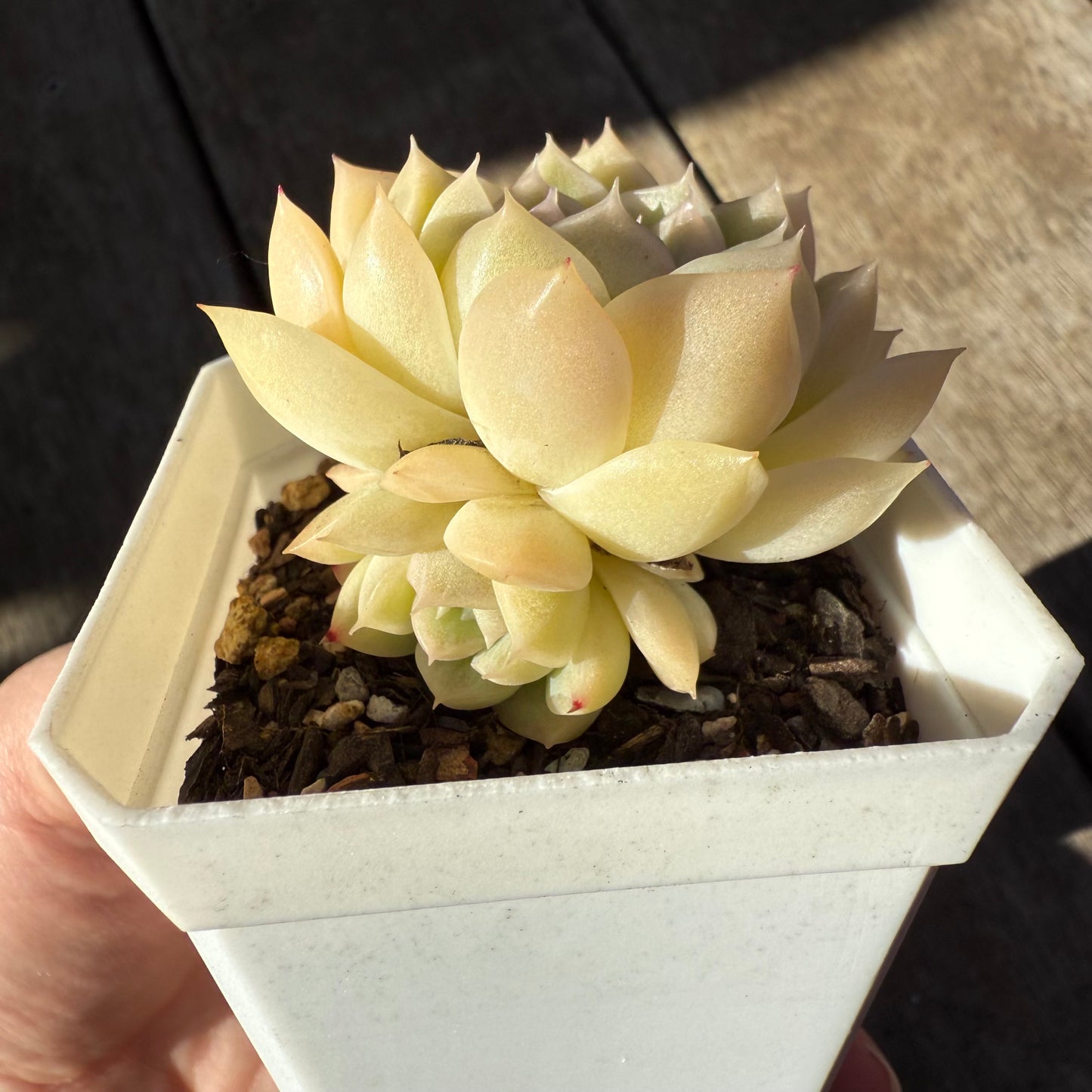 0508 Echeveria Malgan 'Jade' (with pups)