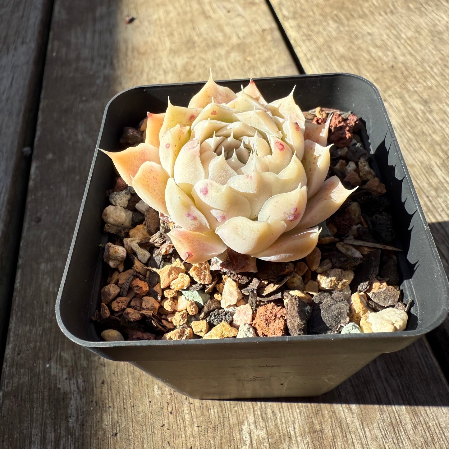 0508 Echeveria Malgan x Hyalina
