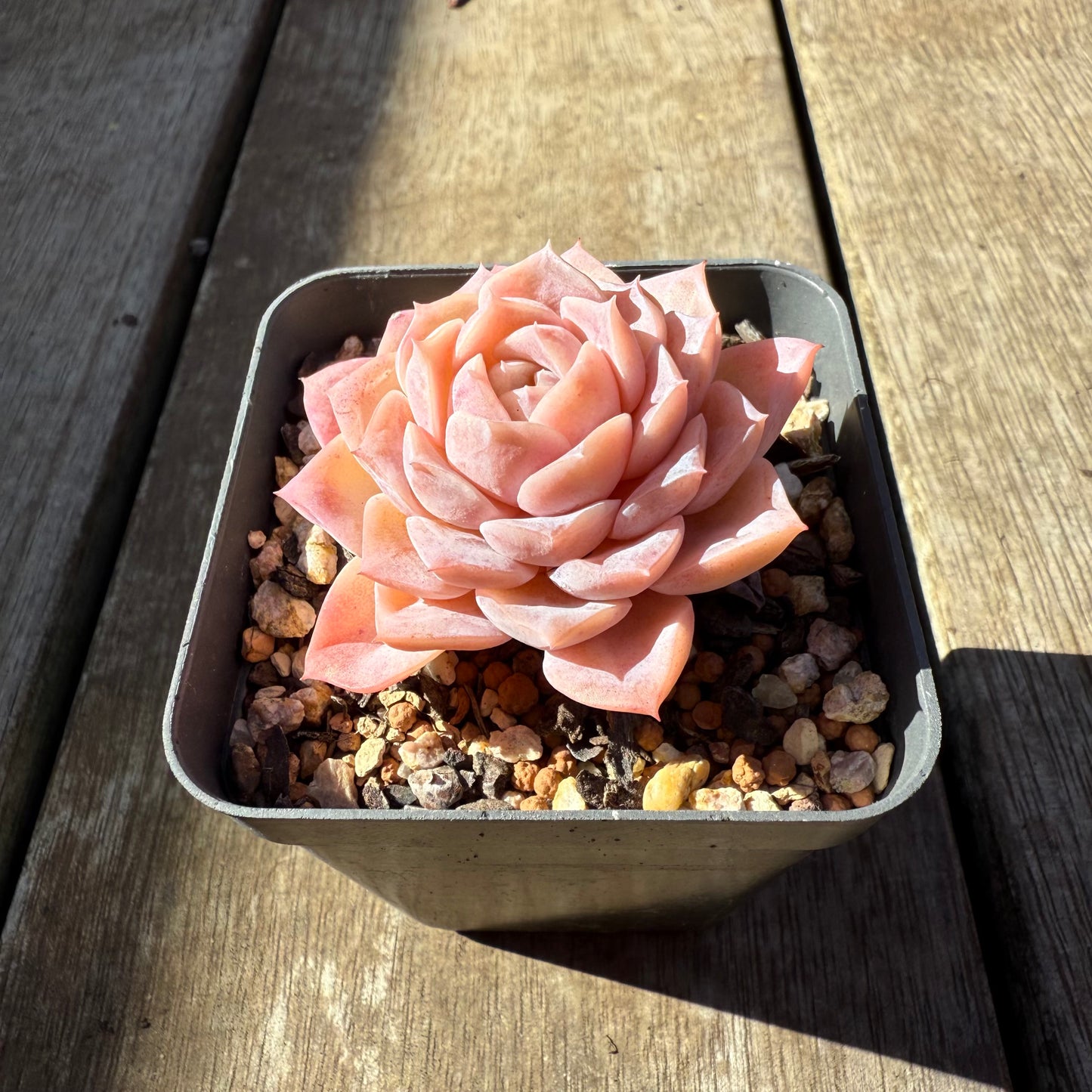 0508 Echeveria Pure Love