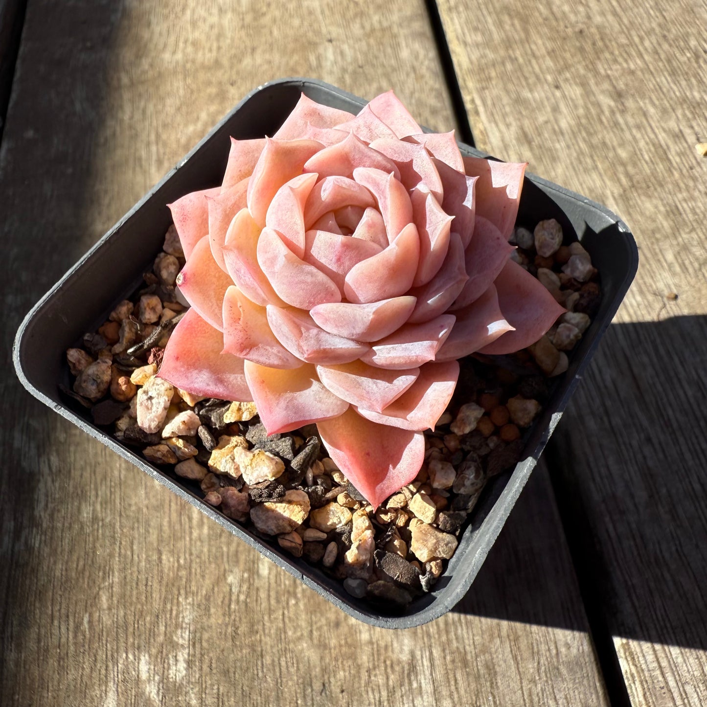 0508 Echeveria Pure Love