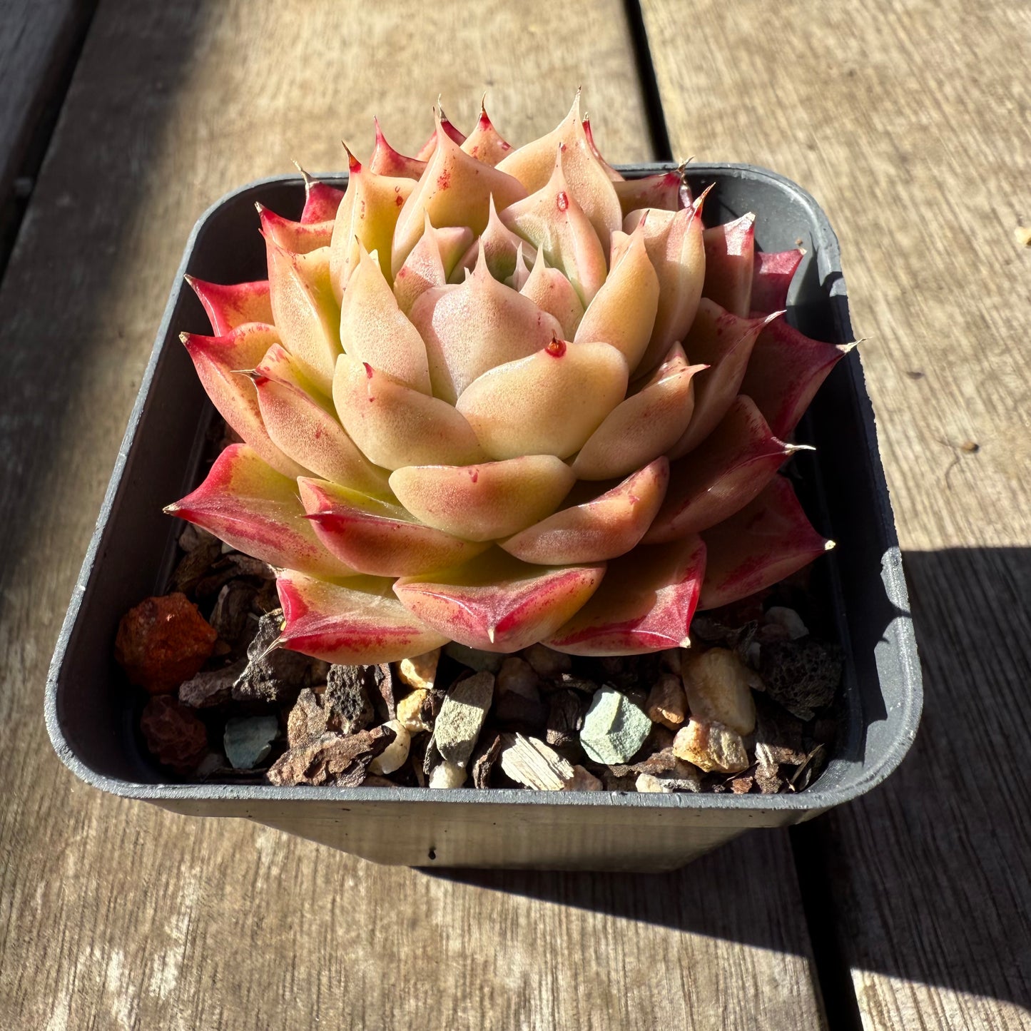 0508 Echeveria 'White Queen'