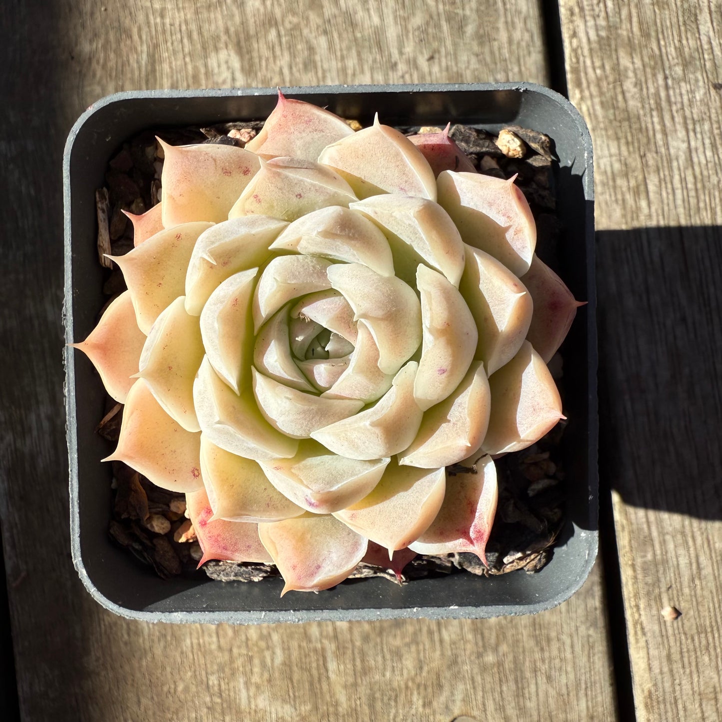 0508 Echeveria 'Mooncake'
