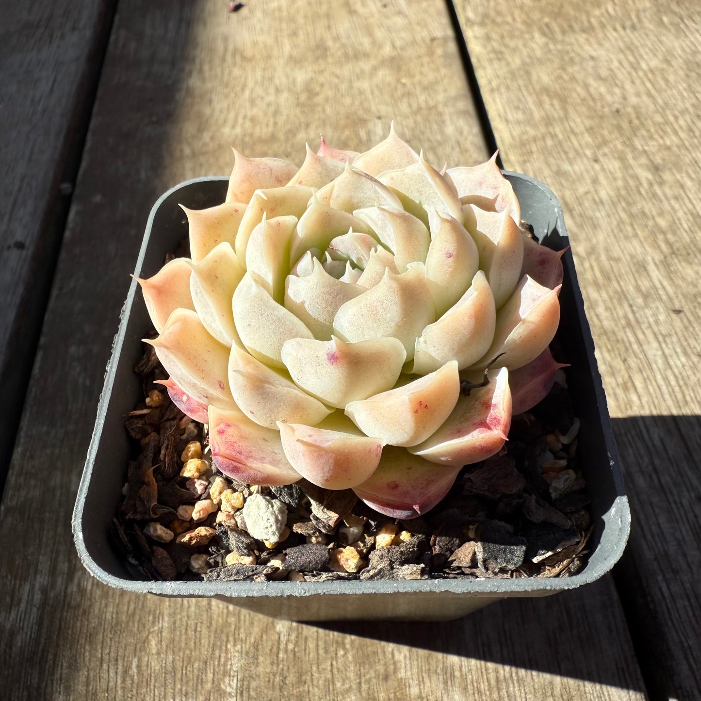 0508 Echeveria 'Mooncake'