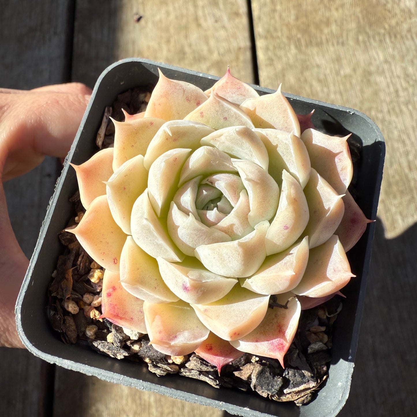 0508 Echeveria 'Mooncake'