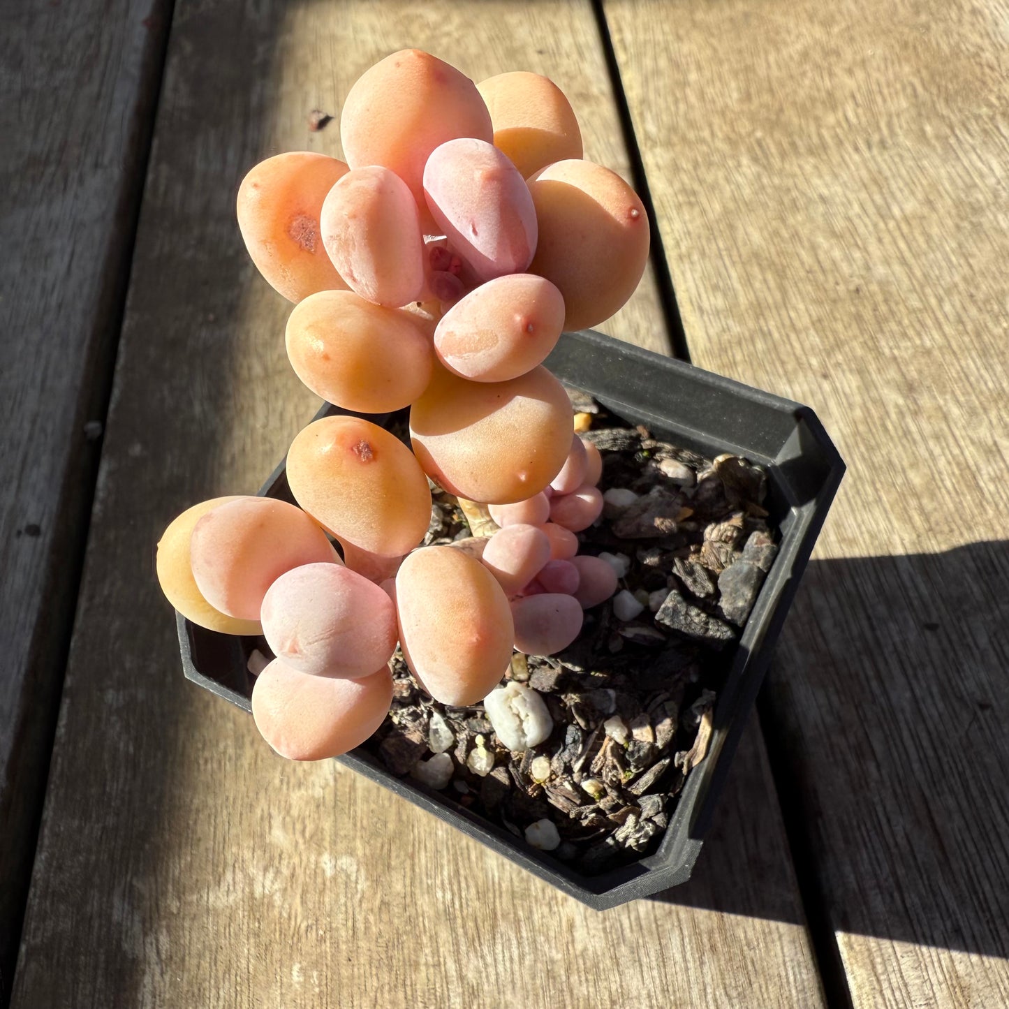 0508 Pachyphytum Orange Snowball