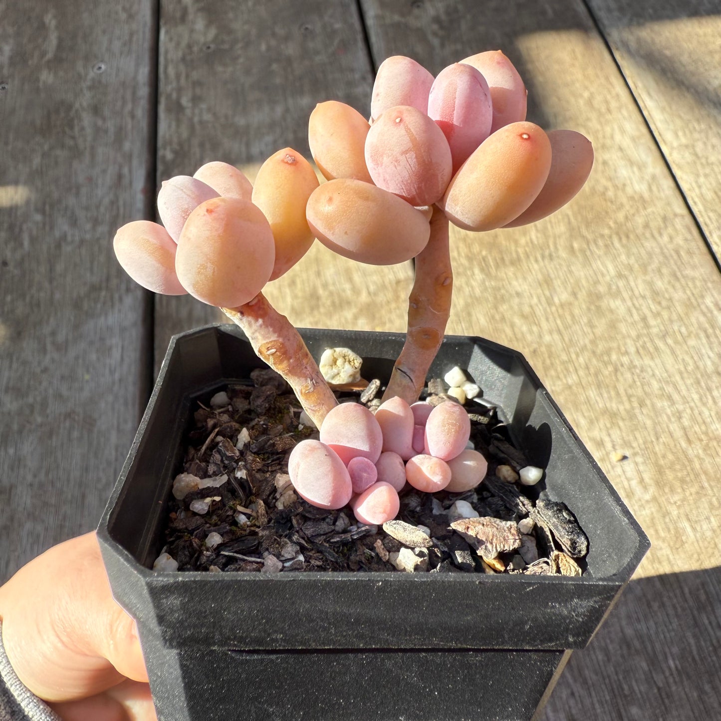0508 Pachyphytum Orange Snowball