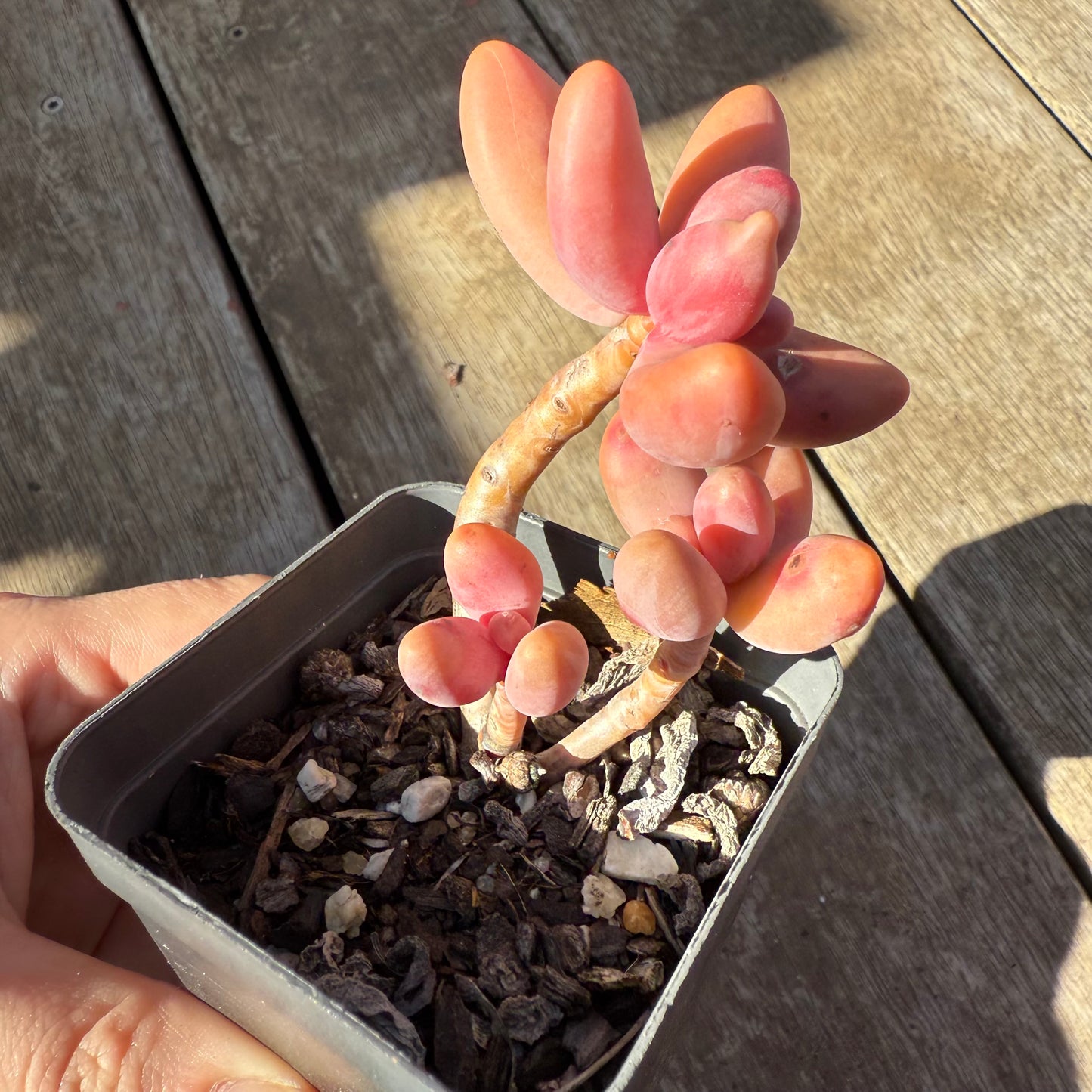 0508 Pachysedum Ganzhou
