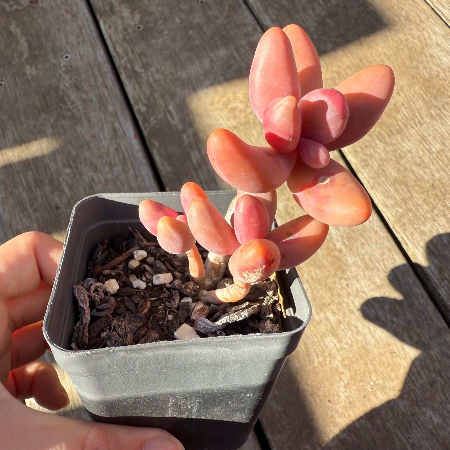 0508 Pachysedum Ganzhou