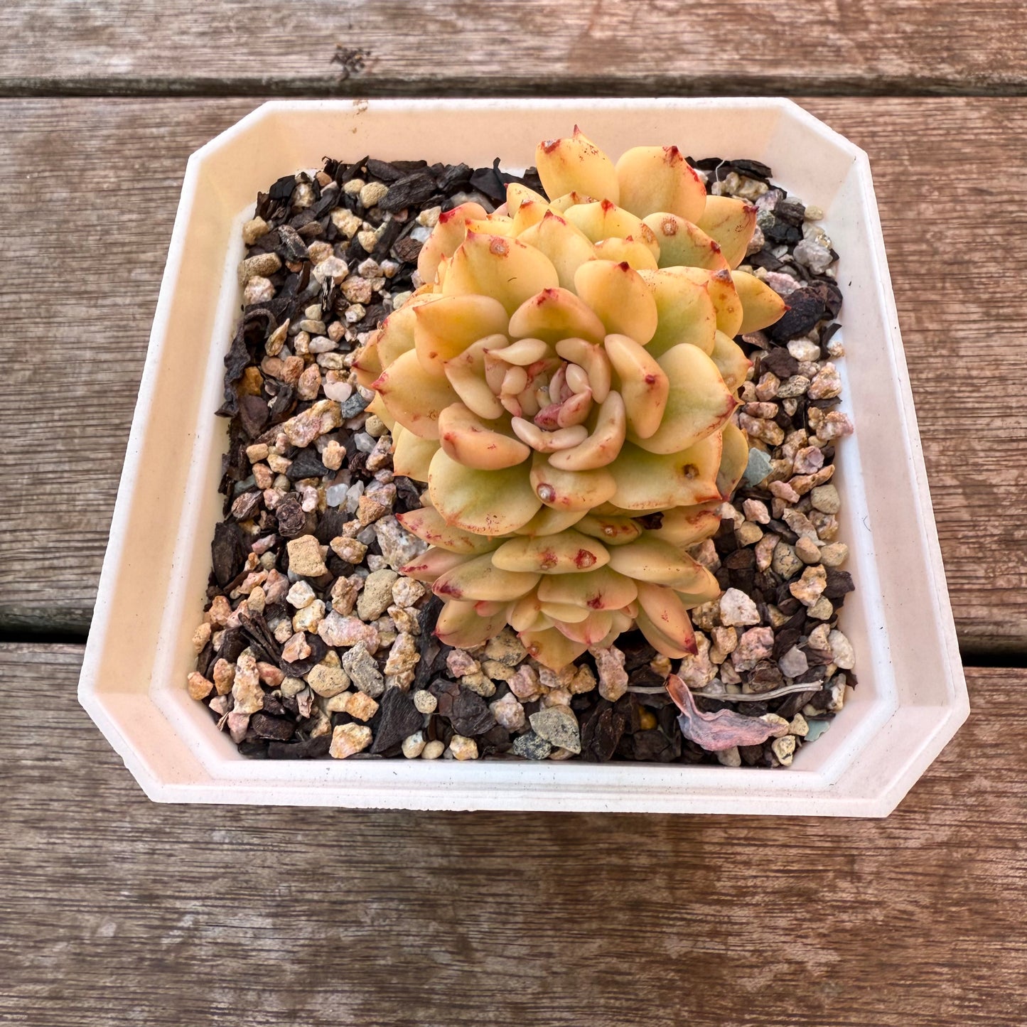0508 Sedeveria Rolly Variegated (multi)