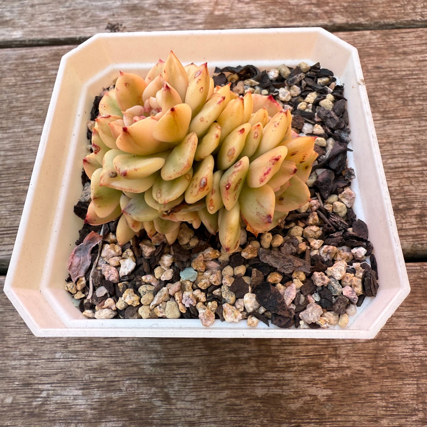 0508 Sedeveria Rolly Variegated (multi)