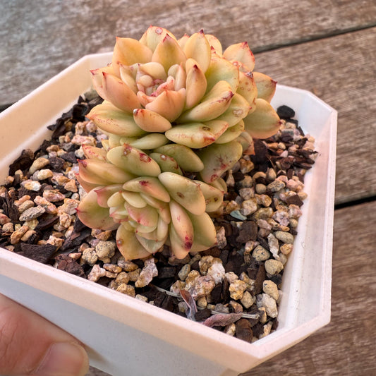 0508 Sedeveria Rolly Variegated (multi)