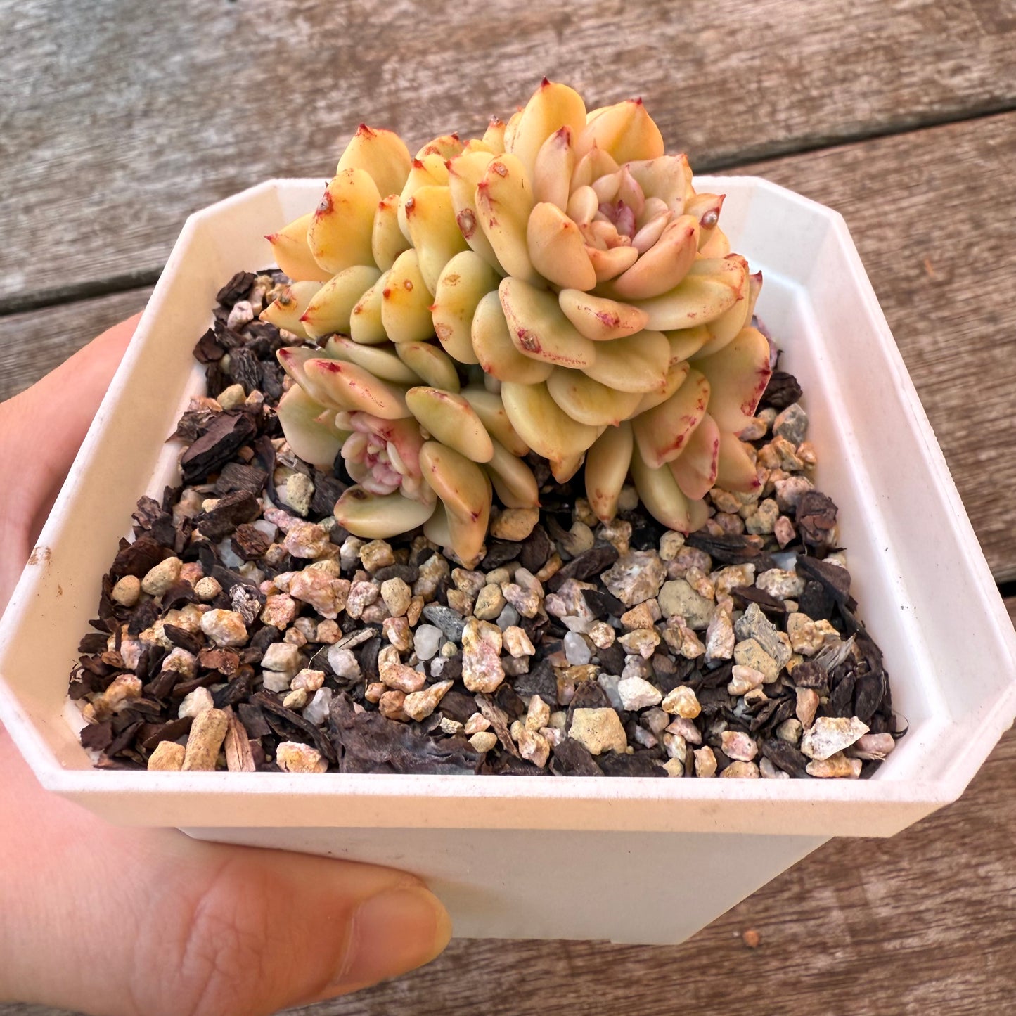 0508 Sedeveria Rolly Variegated (multi)