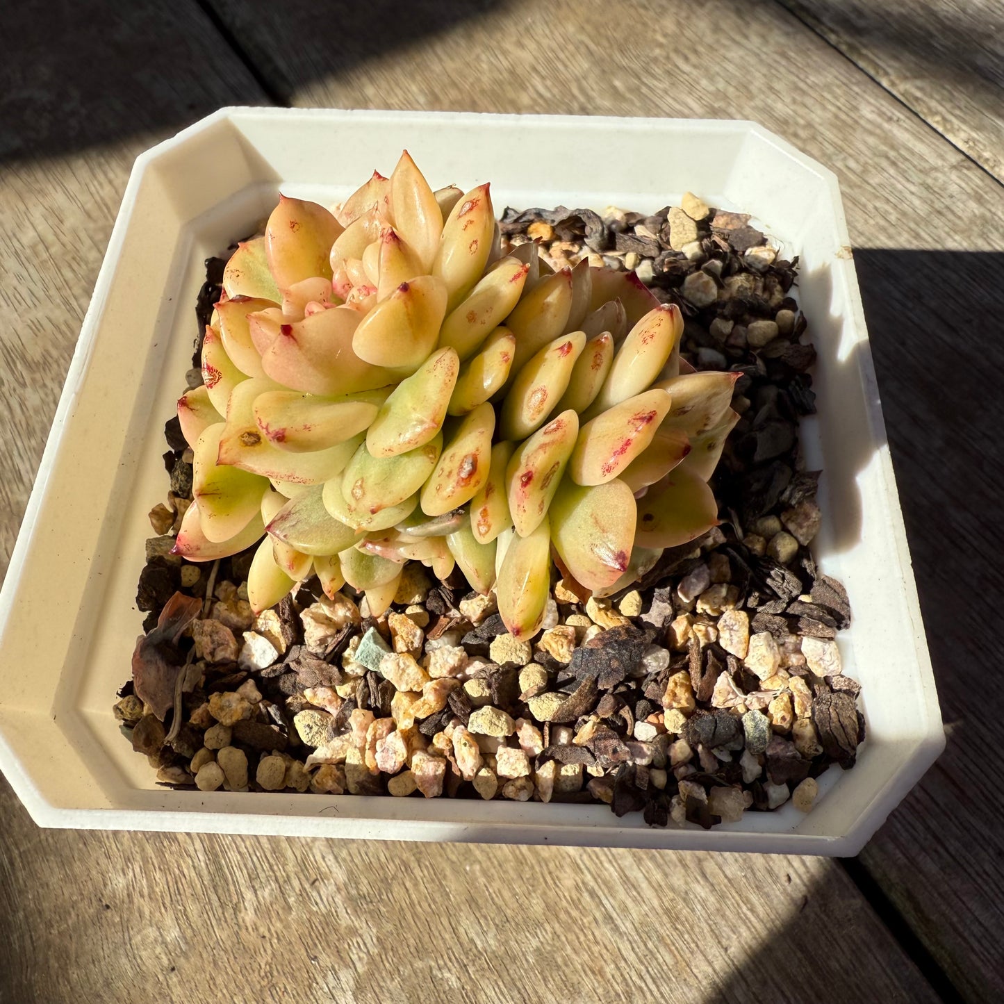 0508 Sedeveria Rolly Variegated (multi)